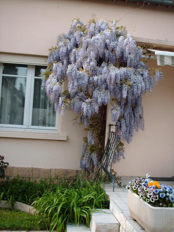 Les Tilleuls B&B Orange (Vaucluse) Exterior foto